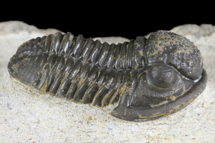 Detailed Gerastos Trilobite Fossil - Morocco #164710